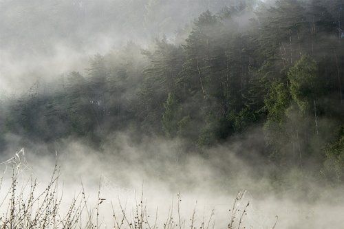Лес в тумане на Угре