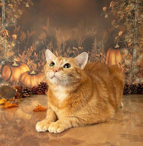 Autumn Cats -  Осенние Котики