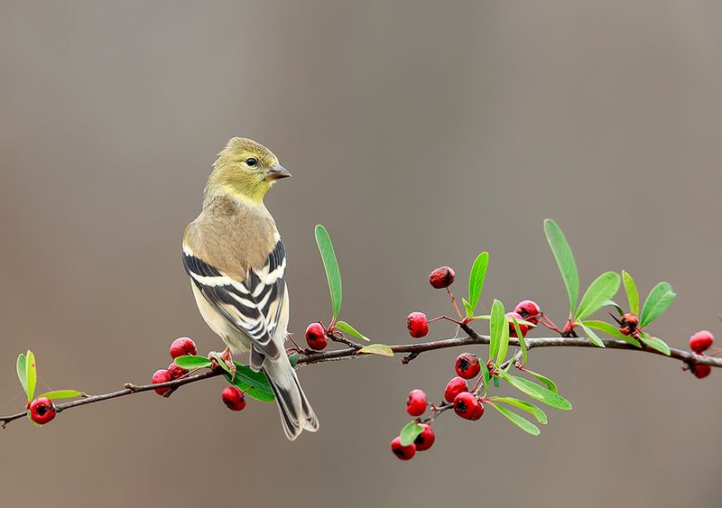 Female, American Goldfinch -  Cамка, Американский чиж