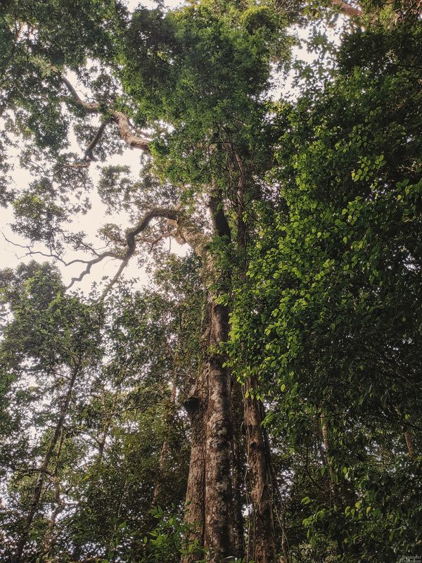 Шри ланка лес. Лес Синхараджа Шри-Ланка. Синхараджа Шри Ланка. Sinharaja Forest. Лес дождя Шри Ланка.
