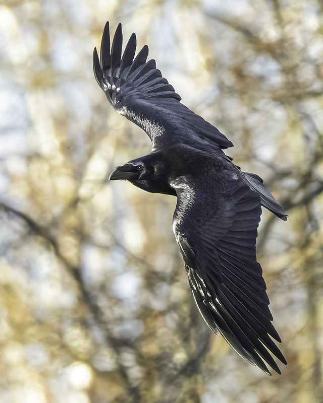 зачем птицам крылья. птицы. средняя скорость утки. скорость полёта птиц таблица. птичьи рекорды.
