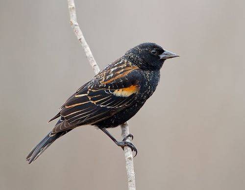 Female, Red-winged Blackbird - Красноплечий трупиал