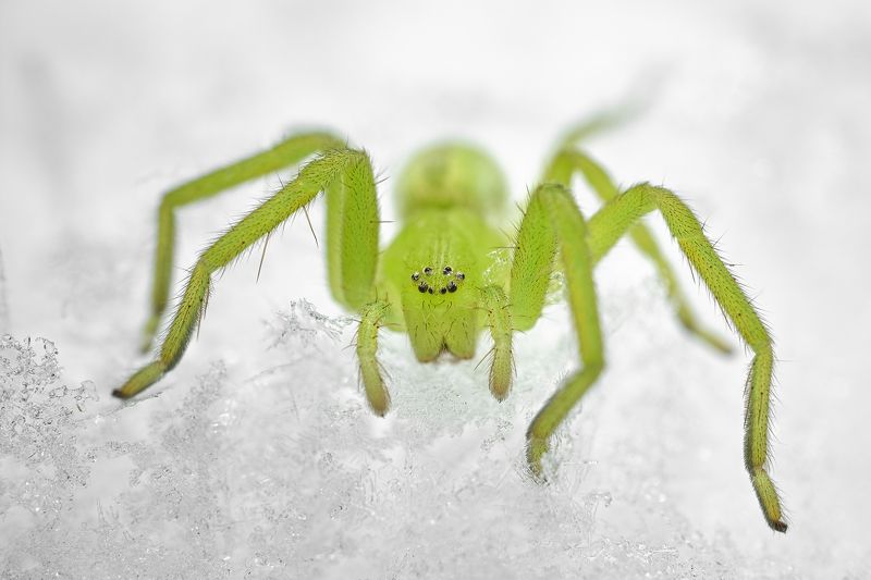Spider on the snow 