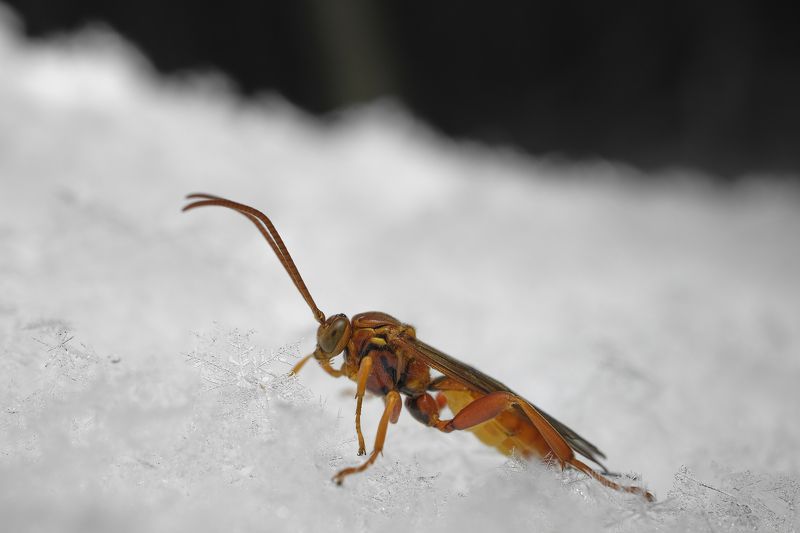 Insect with snowflake 