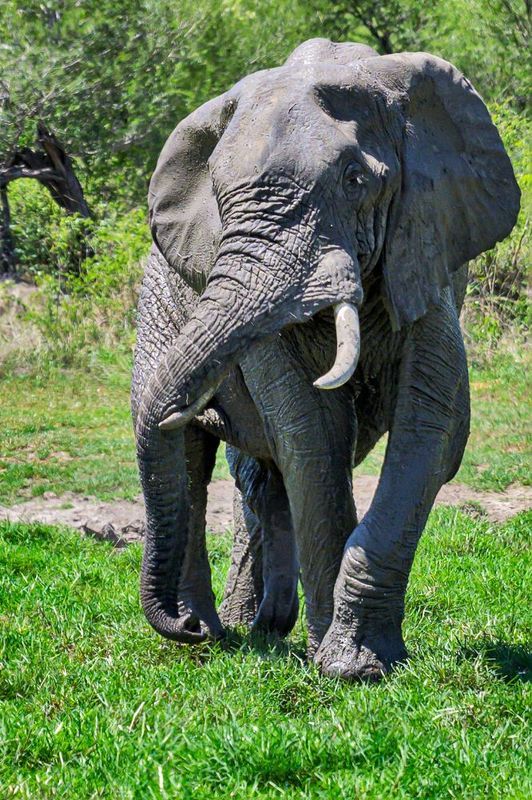 Танцующие Слонята. Танец слоника. Слон фотограф. Умеют ли слоны танцевать. Танец слоники