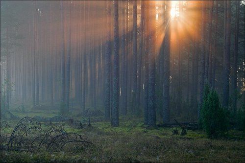 Летняя свежая картинка про утро в сосновом лесу