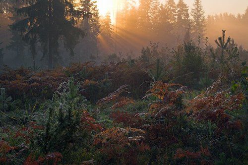 Осенняя лесная дремучая утренняя картинка с папоротником