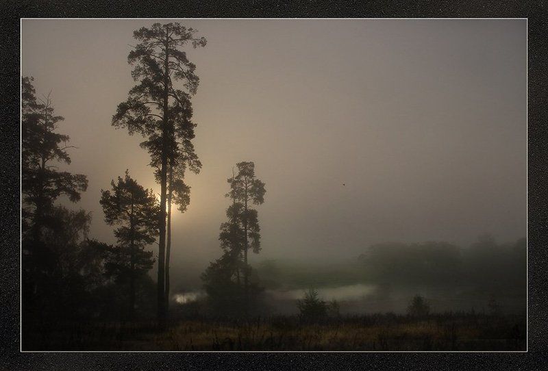 сосны,туман,рассвет.. Когда рассеялся туман..photo preview