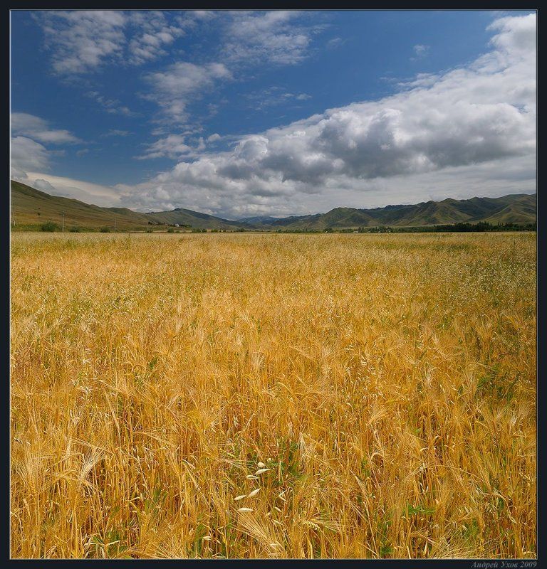 Поля в августе какие. Август поле. Август пшеница. Пшеничная (гора).