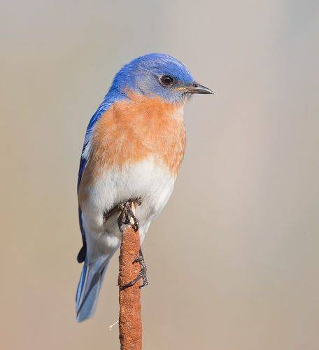 Восточная сиалия, самец - Eastern Bluebird, male