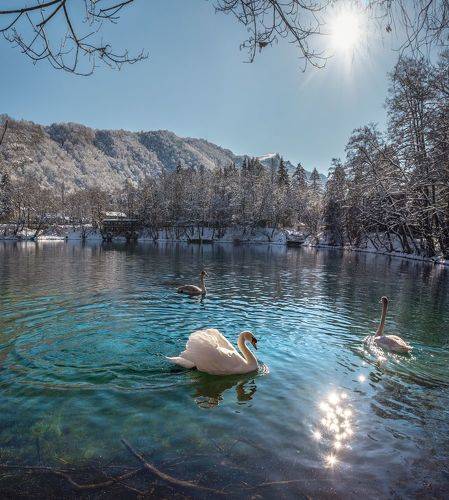 Белый лебедь на Голубом озере