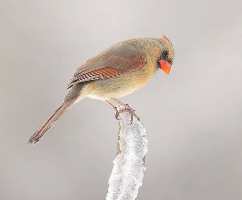 Female, Northern Cardinal  - дама, Красный кардинал