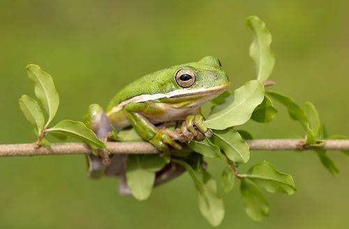 Квакша. Frog. Зеленая североамериканская Квакша