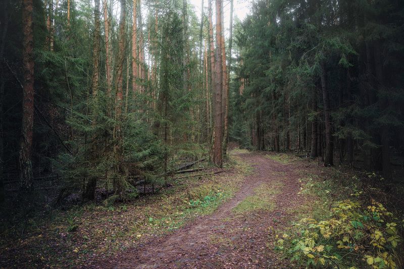 Дорога в осеннем лесу
