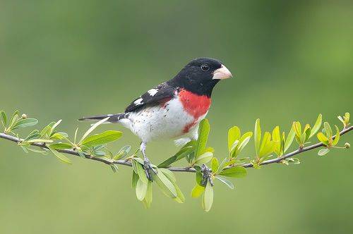 Spring Time Birds Migration - Весенняя миграция разных видов Птиц