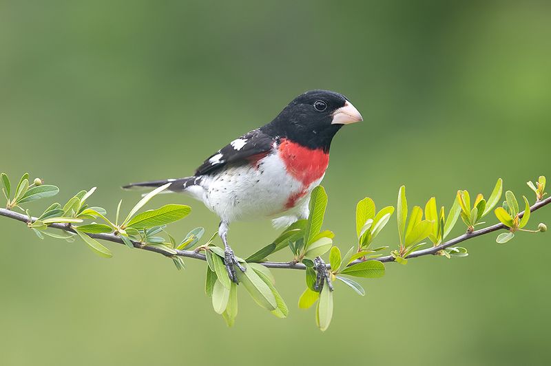 Spring Time Birds Migration - Весенняя миграция разных видов Птиц