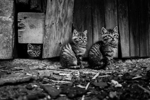 Three little cats