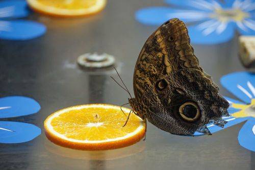Совиная бабочка (Caligo memnon)