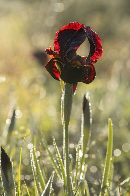 Iris Atropurpurea