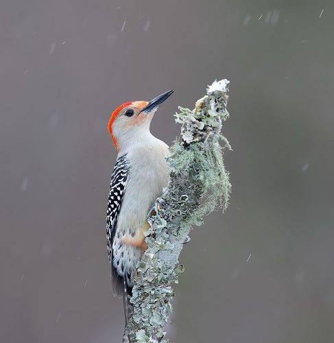 Red-bellied Woodpecker, male - Каролинский меланерпес