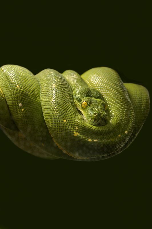 Python arboricole vert australien,