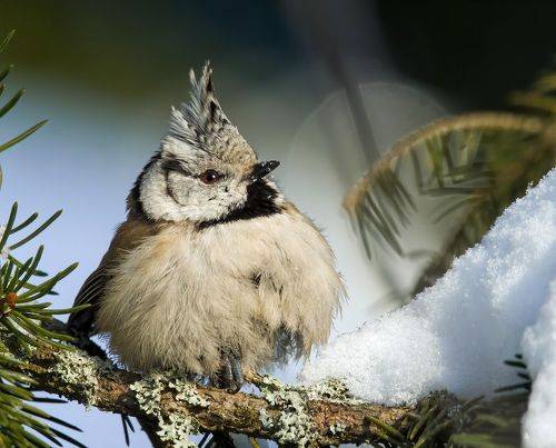 Crested Tit (Гренадерка)