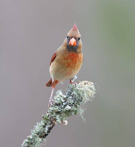 Female, Northern Cardinal - cамка,Красный кардинал