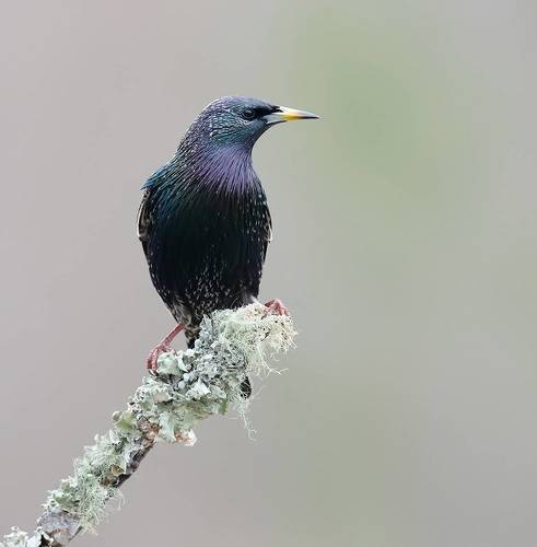 European Starling -Обыкновенный скворец