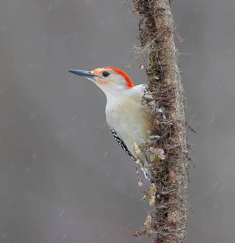 Red-bellied Woodpecker, male -Каролинский меланерпес