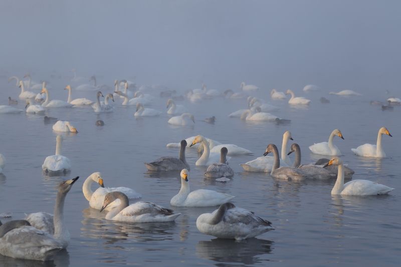 лебеди озера Светлое