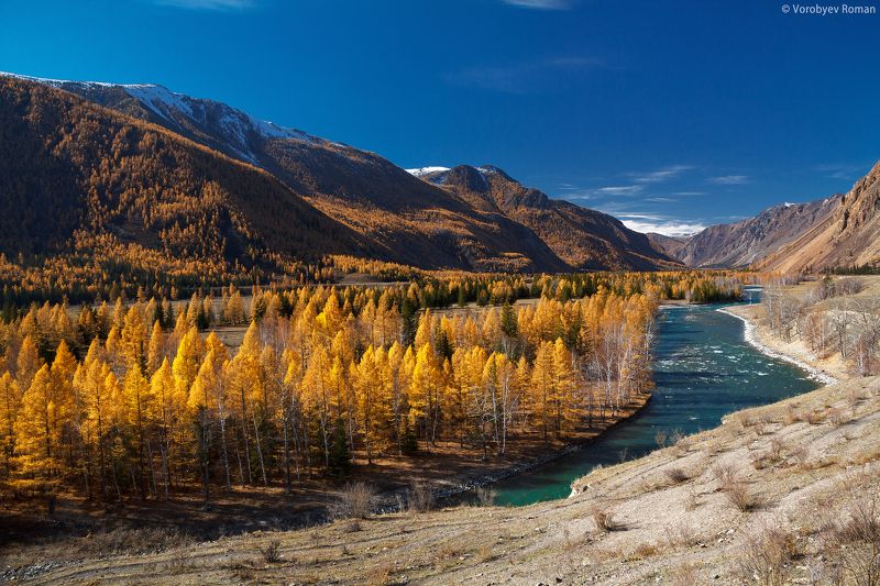 Алтай, Горы, Золотая осень Золото Алтайских горphoto preview