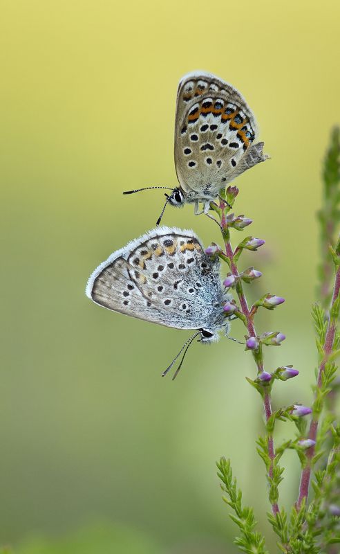 Бабочки Голубянки