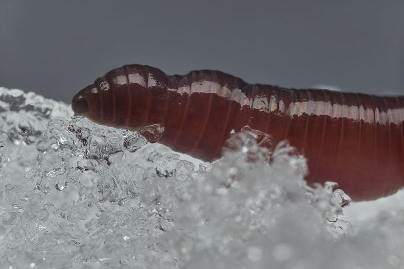 Earthworm on the snow