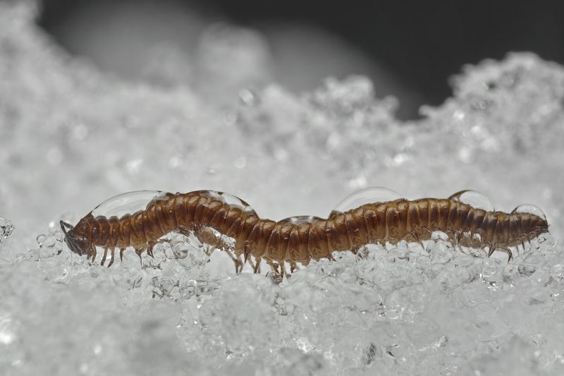 Centipede in the snow