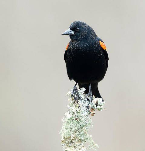 Red-winged Blackbird -Красноплечий чёрный трупиал