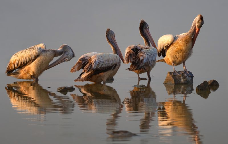 spot billed pelicans