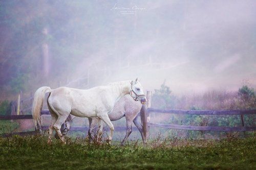 Лошади в тумане