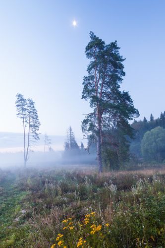 Туманное утро на опушке леса