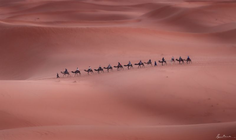 Sahara dunes