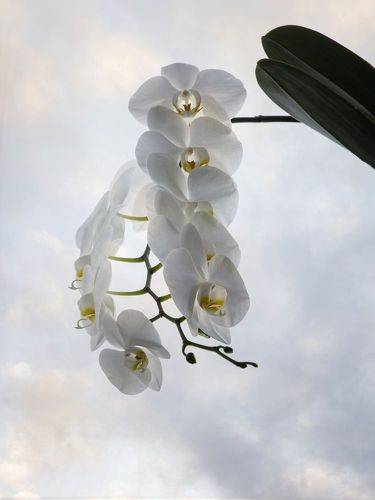 Цветущая орхидея фаленопсис Афродита