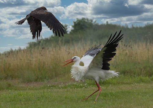 White Stork and Black Kite