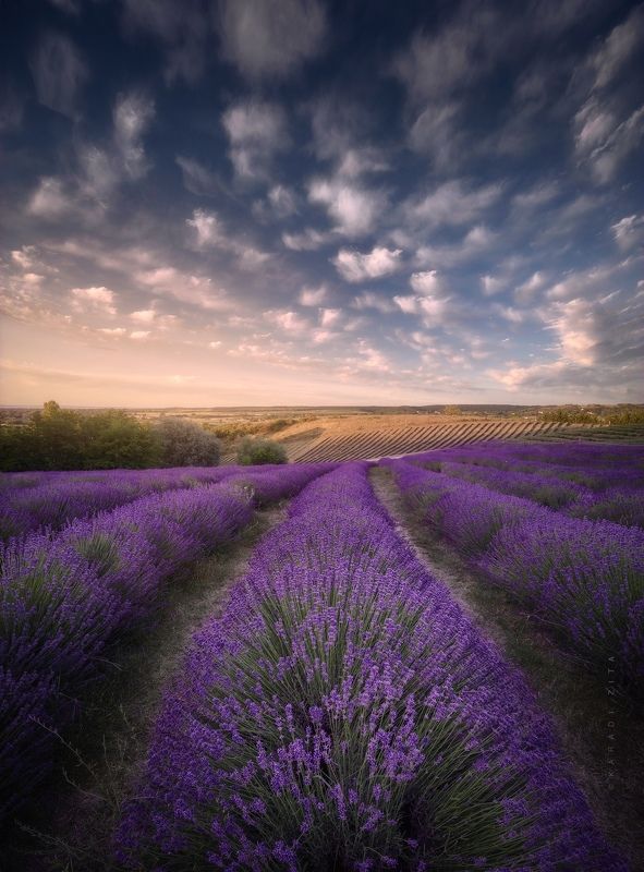 Lavender field in Hungary