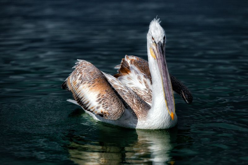 Пеликаны- жители озера Керкини.