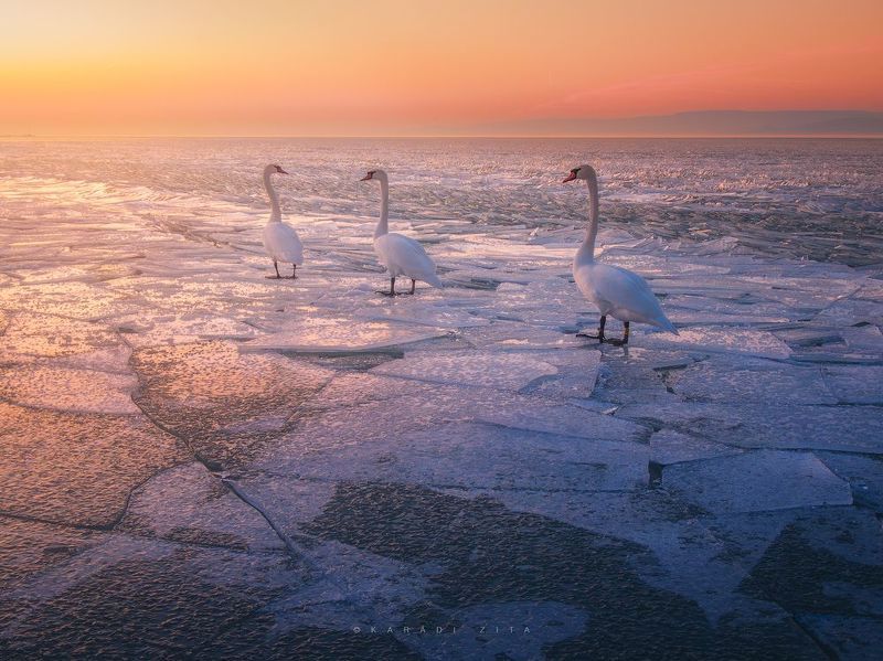 Swan lake at the Frozen Universe