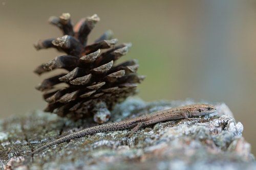 Lizard with pine cone