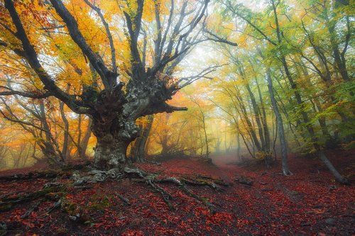 Буковый лес Демерджи
