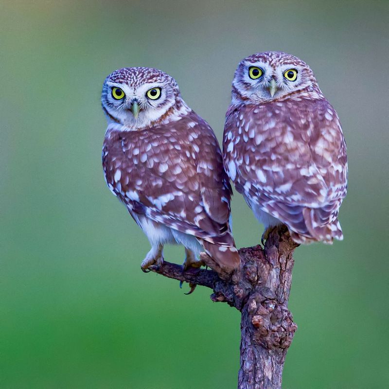 Little owls