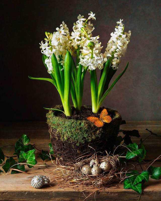 Still life with White Hyacinth