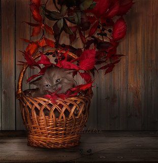 ~***~