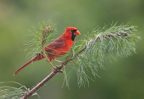 Northern Cardinal,male - Красный кардинал, самец
